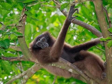 An Introduction to Gibbon Conservation — Phuket