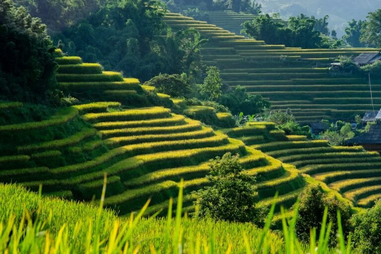 Rice terraces and mountains near Sapa