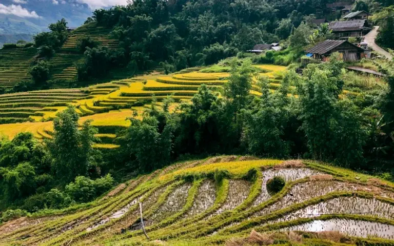 Sapa
