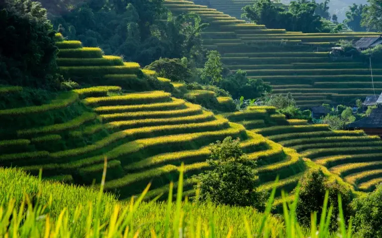 Sapa
