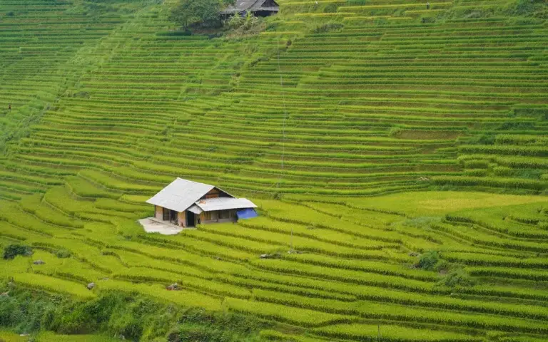 Sapa