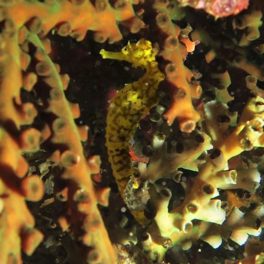 A well-known reef site whose access has changed during conservation closures.