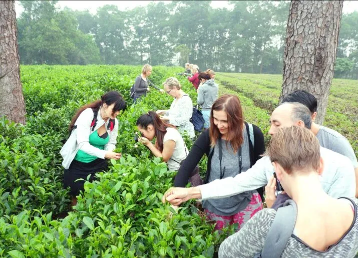 Harvesting tea with a local host in Ba Vi