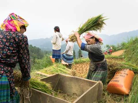Rice Terraces and Farming Life — Mu Cang Chai